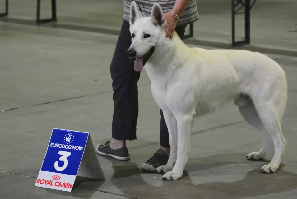 Exposition canine